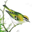Kinglets